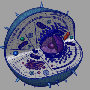 animal-cell-cross-section-3d-model-19