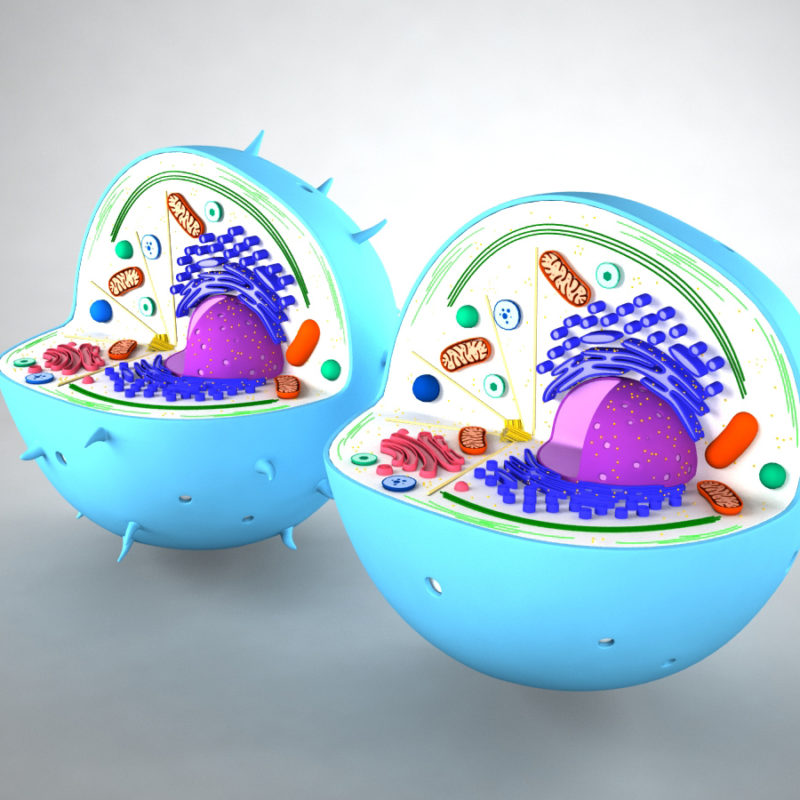 Animal Cell 3D Model - 3D Models World