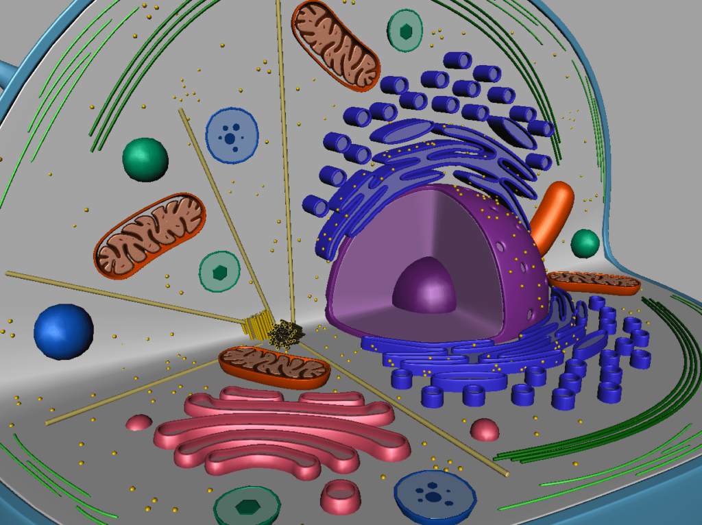 animal-cell-cross-section-3d-model-20