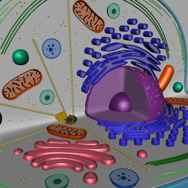 Animal Cell 3D Model - 3D Models World