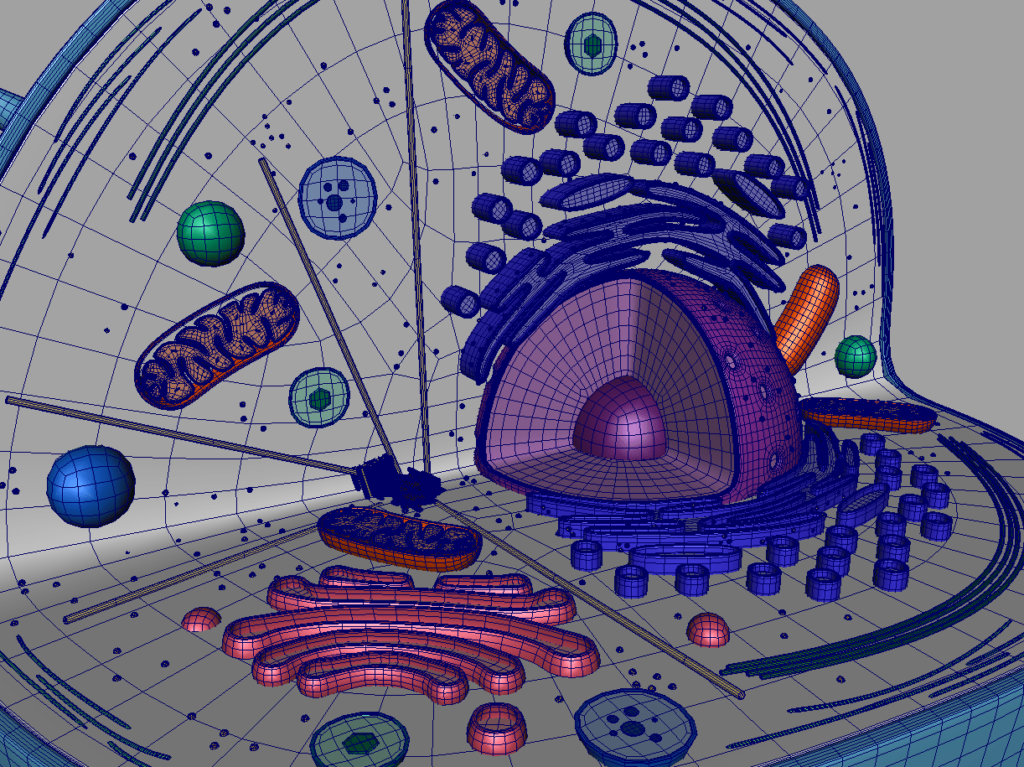 animal-cell-cross-section-3d-model-21