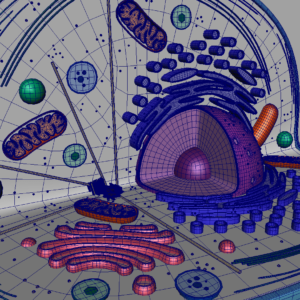 animal-cell-cross-section-3d-model-21