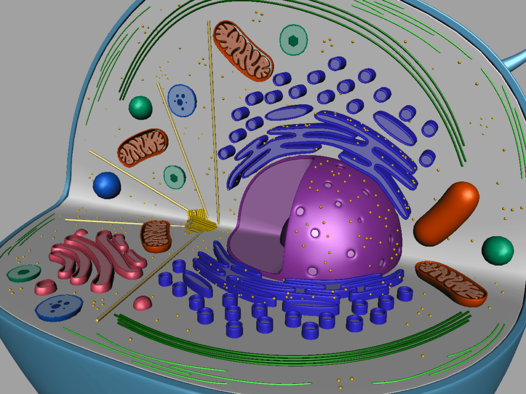 animal-cell-cross-section-3d-model-22