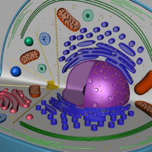 animal-cell-cross-section-3d-model-22