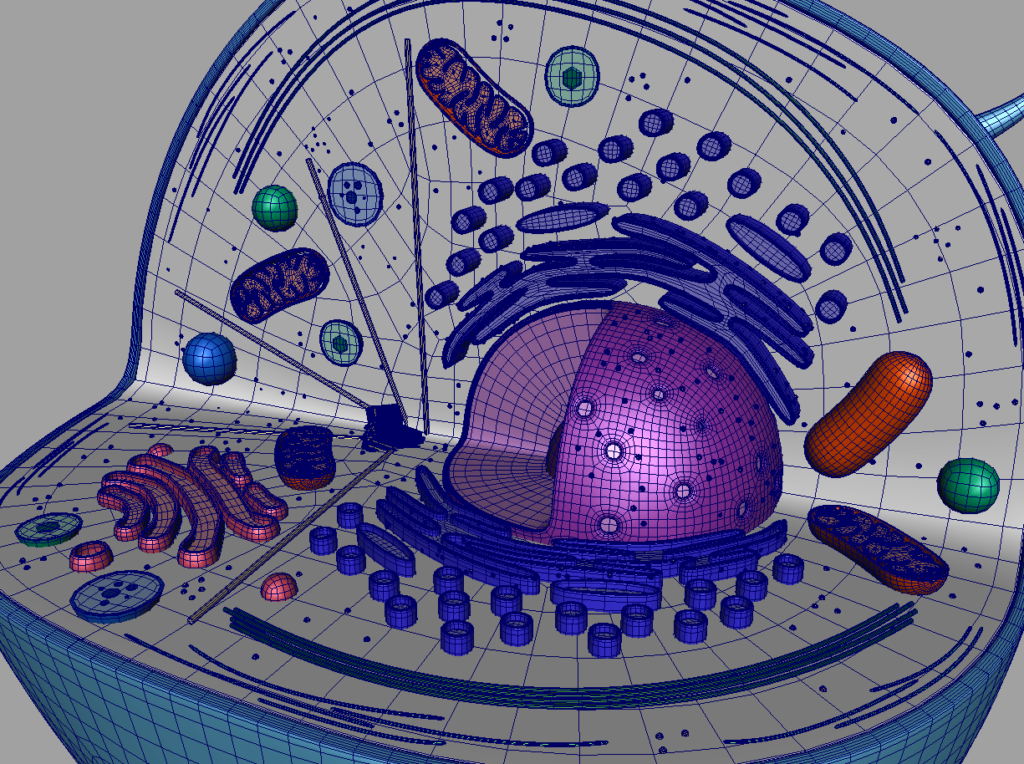 animal-cell-cross-section-3d-model-23