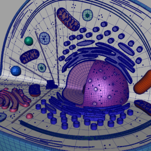 animal-cell-cross-section-3d-model-23