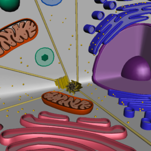 animal-cell-cross-section-3d-model-24