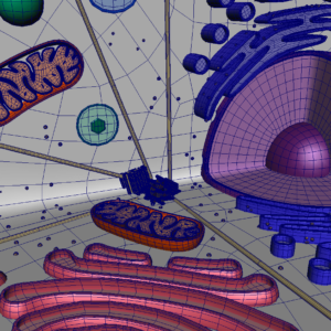 animal-cell-cross-section-3d-model-25