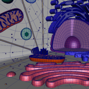 animal-cell-cross-section-3d-model-27