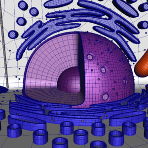 animal-cell-cross-section-3d-model-29