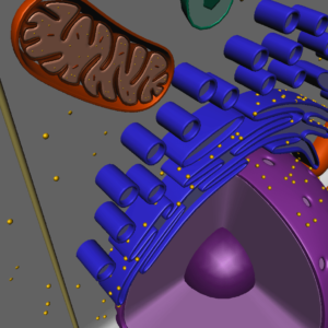 animal-cell-cross-section-3d-model-30