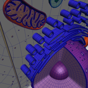 animal-cell-cross-section-3d-model-31