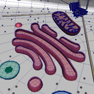 animal-cell-cross-section-3d-model-33