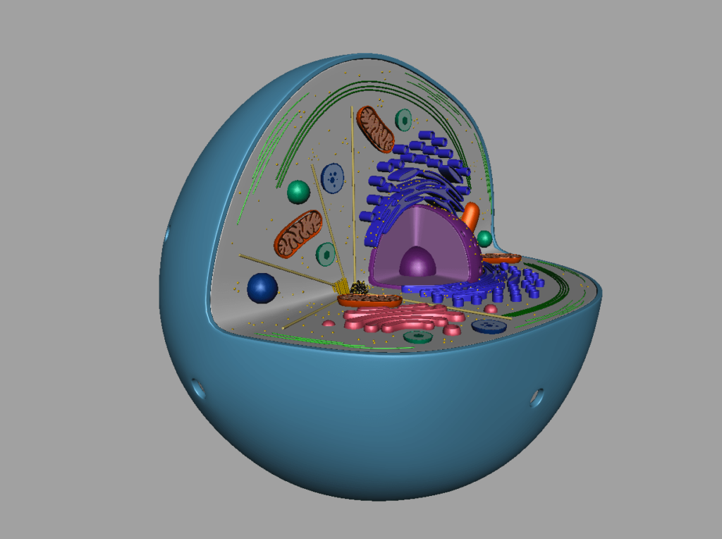 realistic animal cell