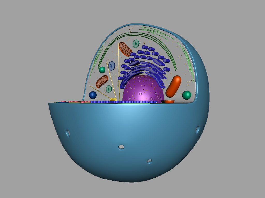 animal-cell-cross-section-3d-model-38