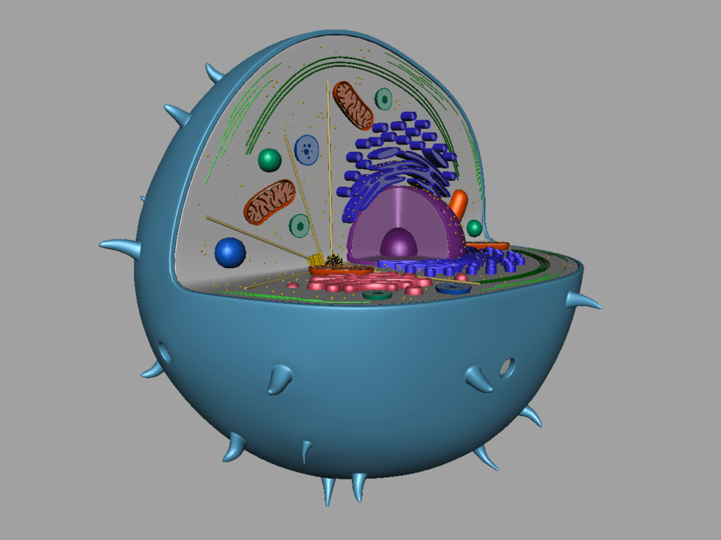 animal-cell-cross-section-3d-model-39