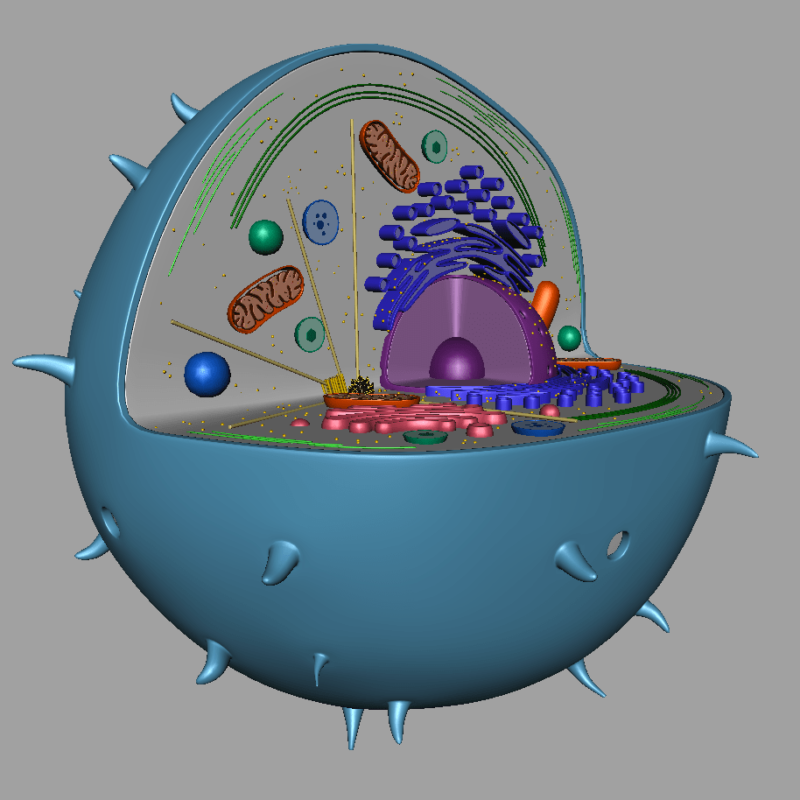 Animal Cell 3D Model - 3D Models World