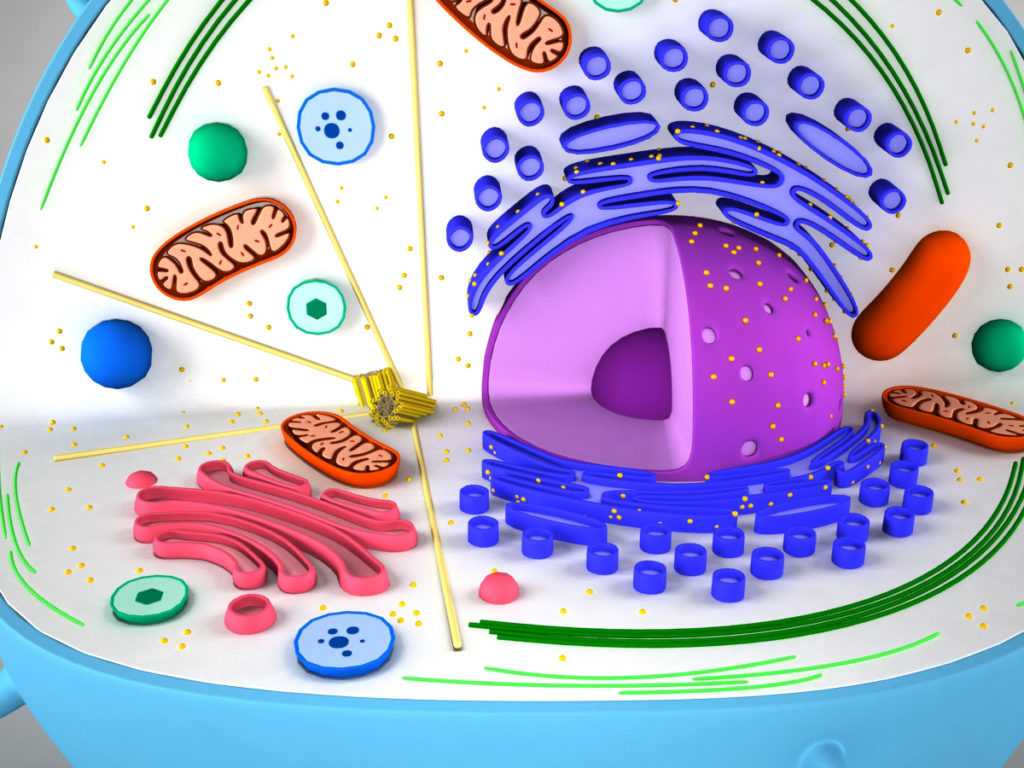 animal-cell-cross-section-3d-model-4