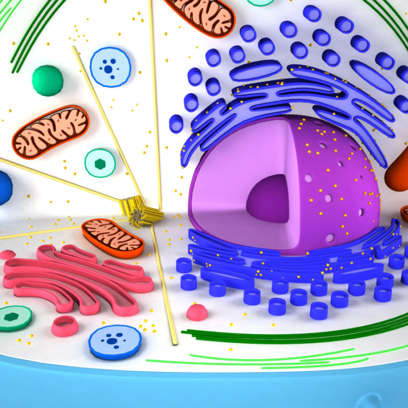 Animal Cell 3D Model - 3D Models World