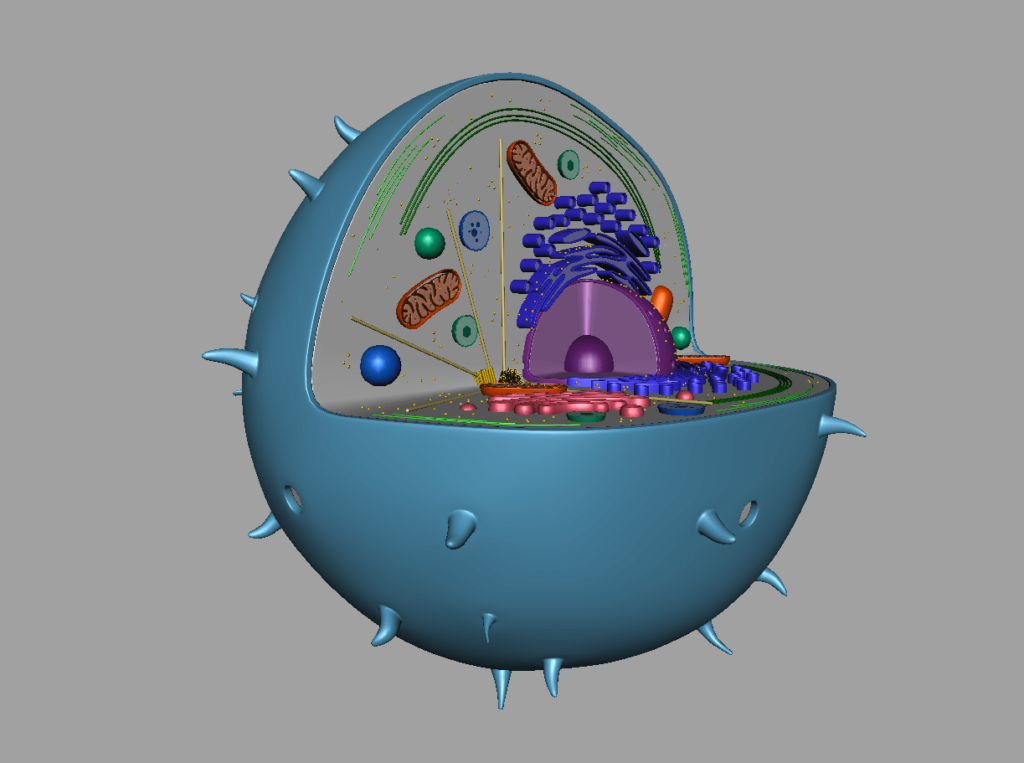 animal-cell-cross-section-3d-model-41