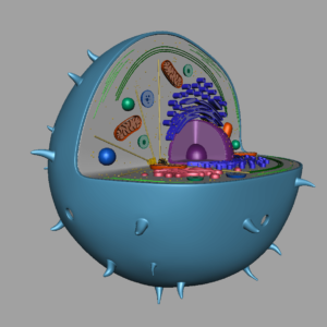 animal-cell-cross-section-3d-model-41