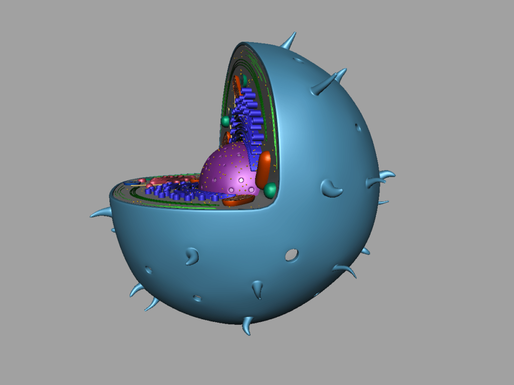 animal-cell-cross-section-3d-model-42