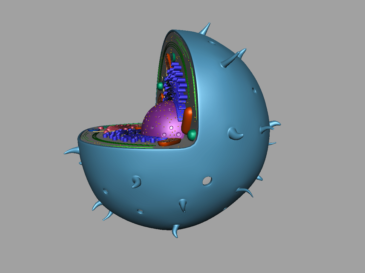 Animal Cell 3d Model 3d Models World