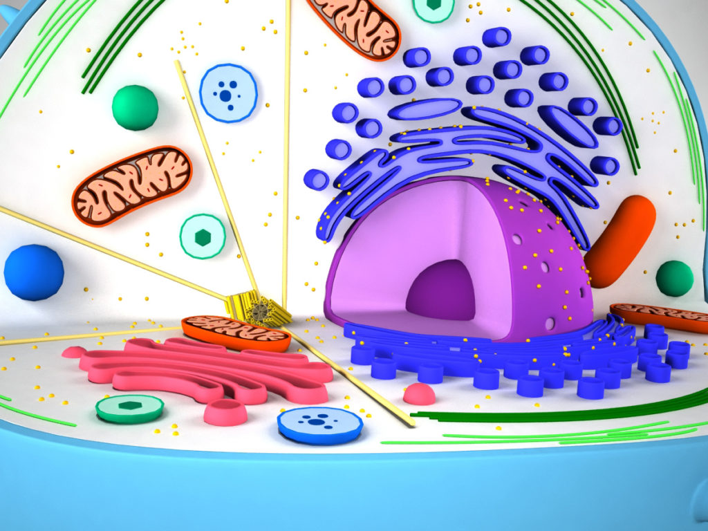 animal-cell-cross-section-3d-model-5