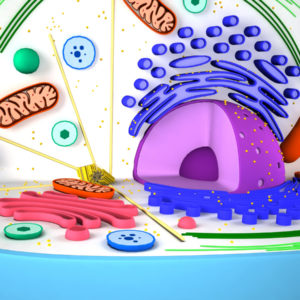 animal-cell-cross-section-3d-model-5