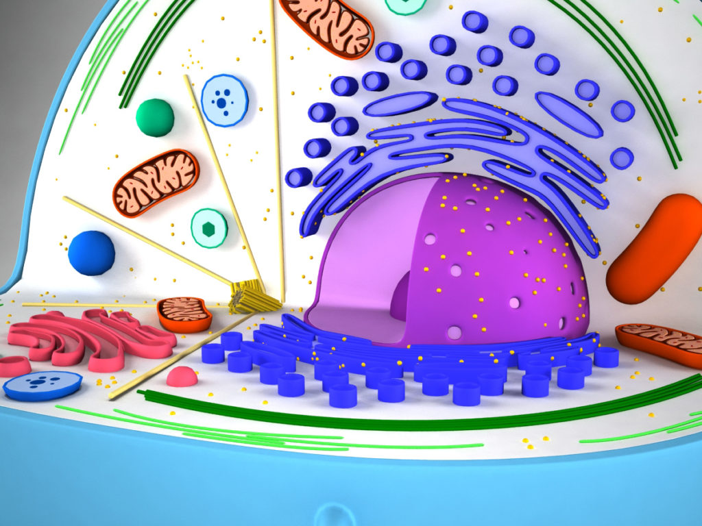 animal-cell-cross-section-3d-model-6