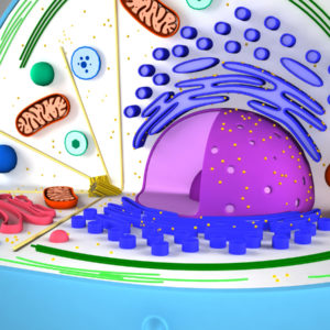 animal-cell-cross-section-3d-model-6