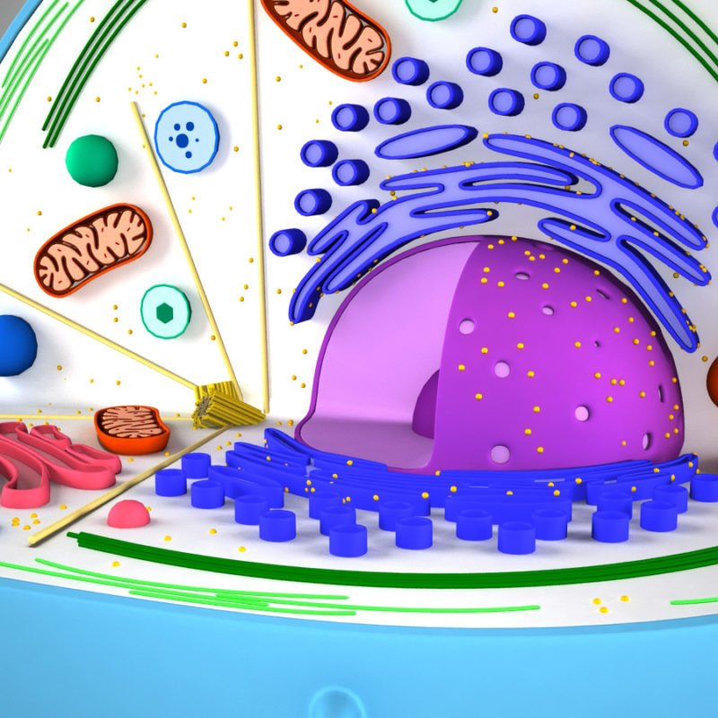 Animal Cell 3D Model - 3D Models World