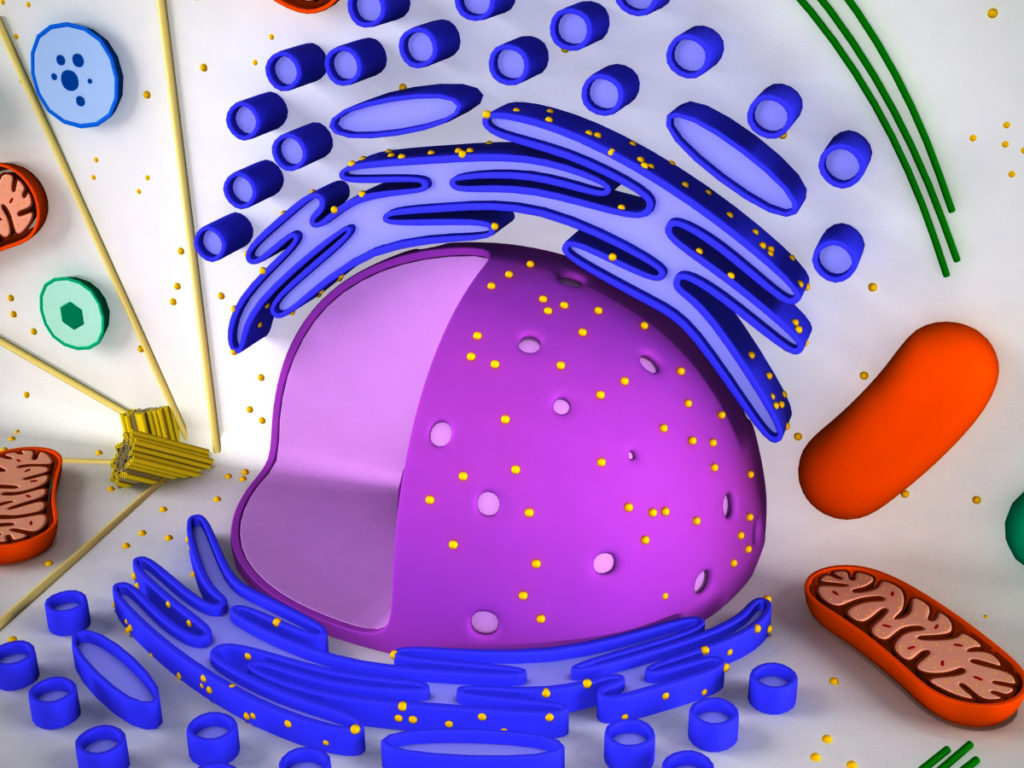 animal-cell-cross-section-3d-model-7