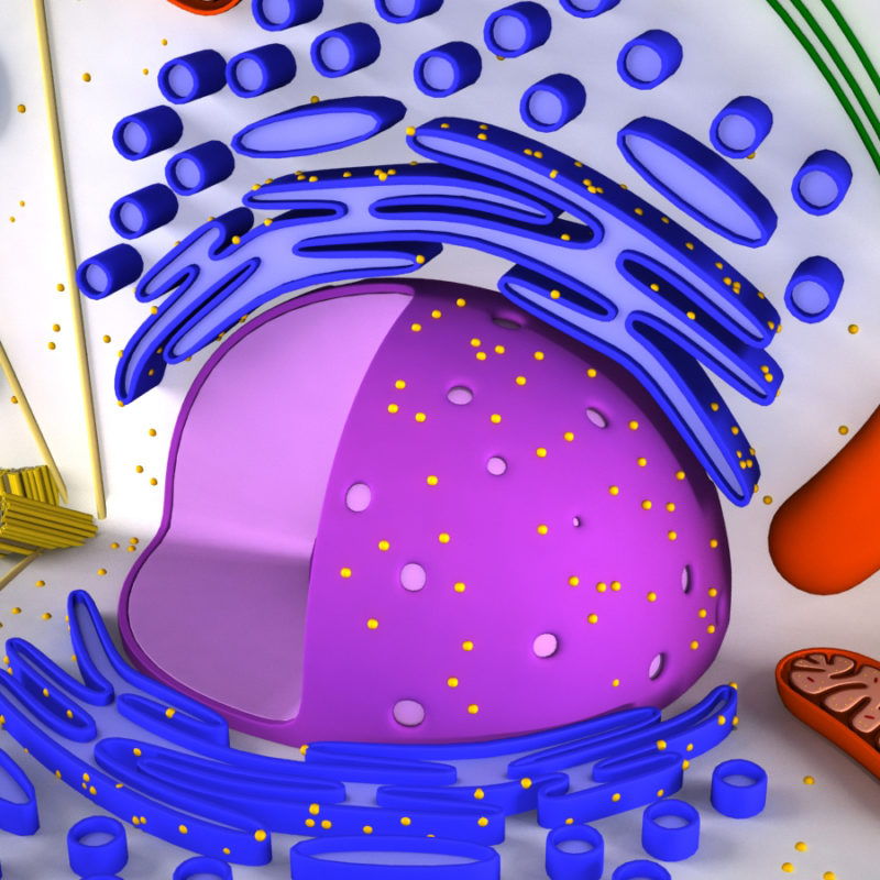 Animal Cell 3D Model - 3D Models World