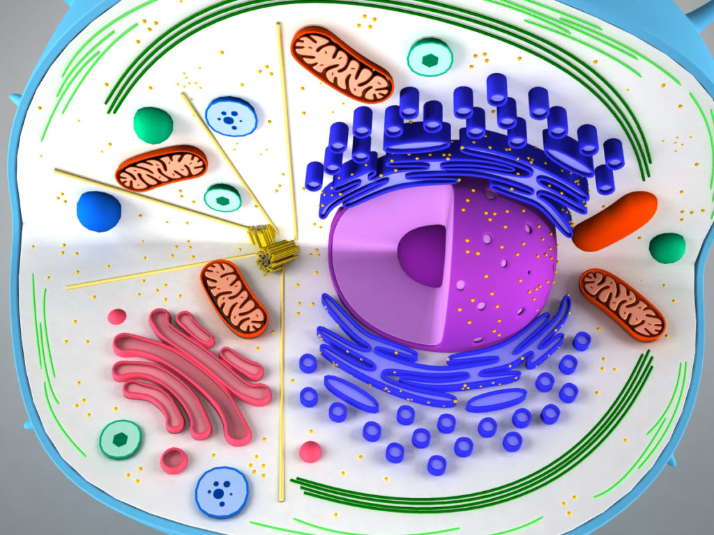 animal-cell-cross-section-3d-model-8