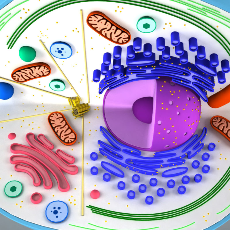 Animal Cell 3D Model - 3D Models World