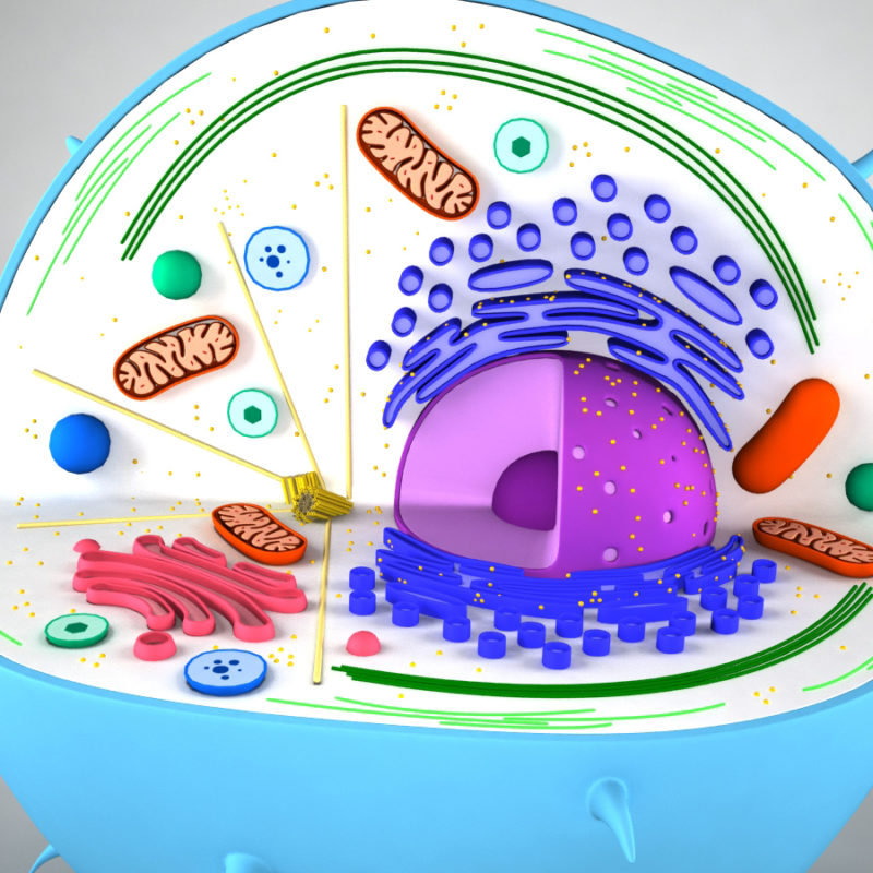 Animal Cell 3D Model - 3D Models World