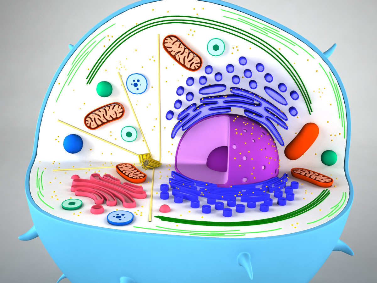 Best How To Draw A 3d Animal Cell  Learn more here 