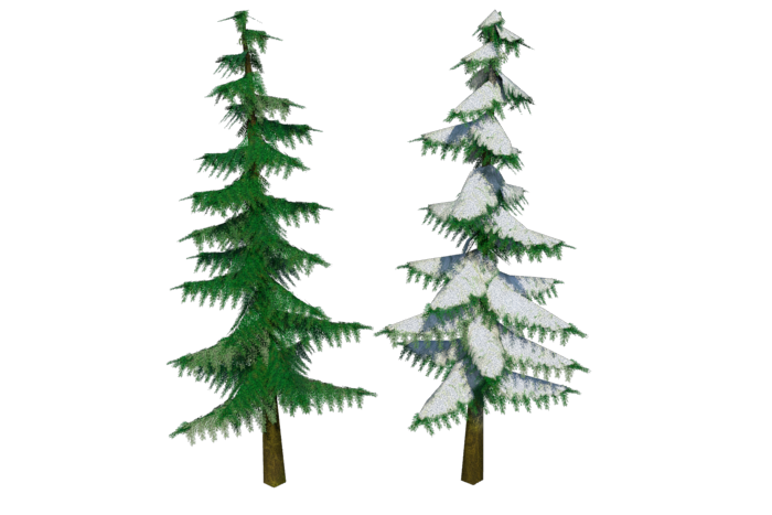 confir-trees-render