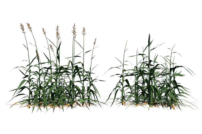 grass-render