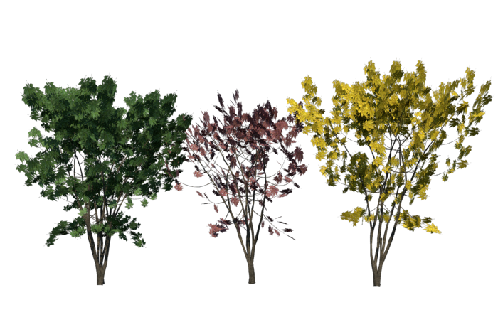 keyaki-trees-render