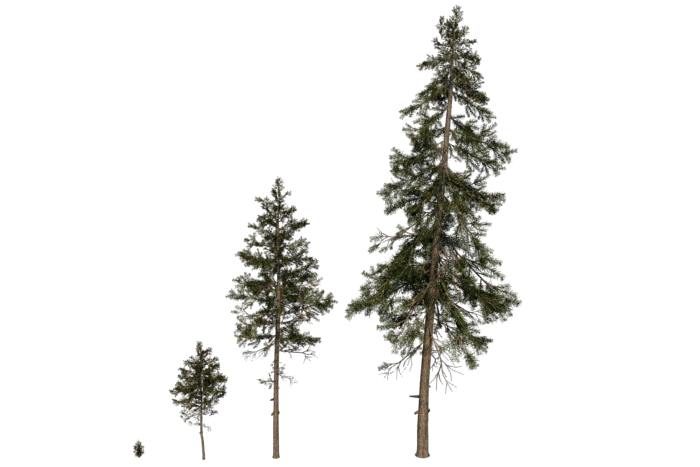 pine-trees-render