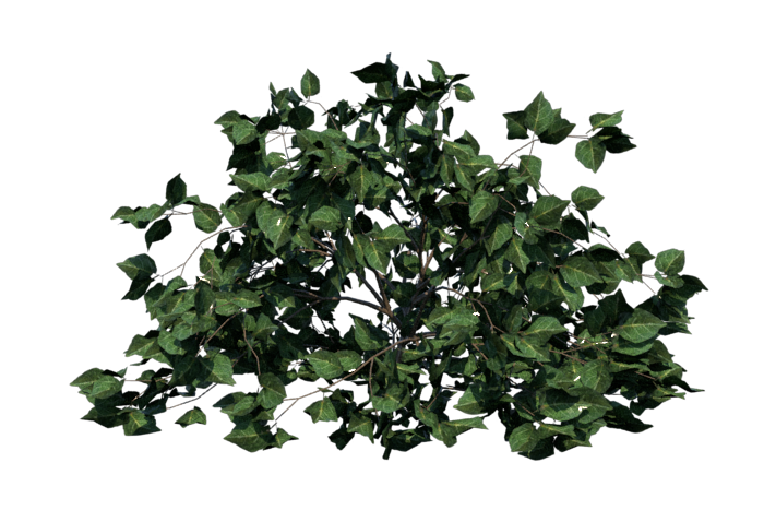 shrub-render