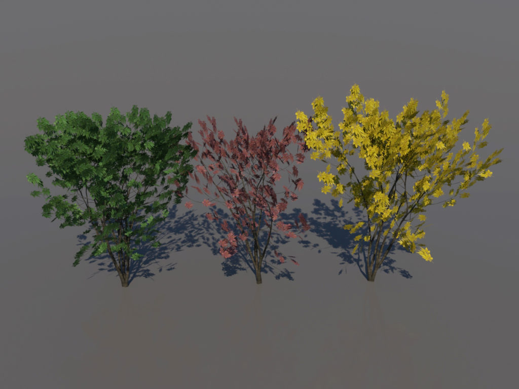 keyaki-trees-3d-models-1