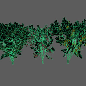 keyaki-trees-3d-models-3
