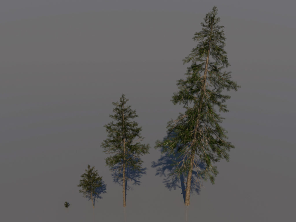 pine-trees-3d-models-1