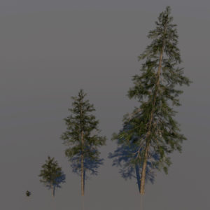 pine-trees-3d-models-1