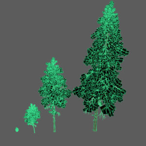 pine-trees-3d-models-3