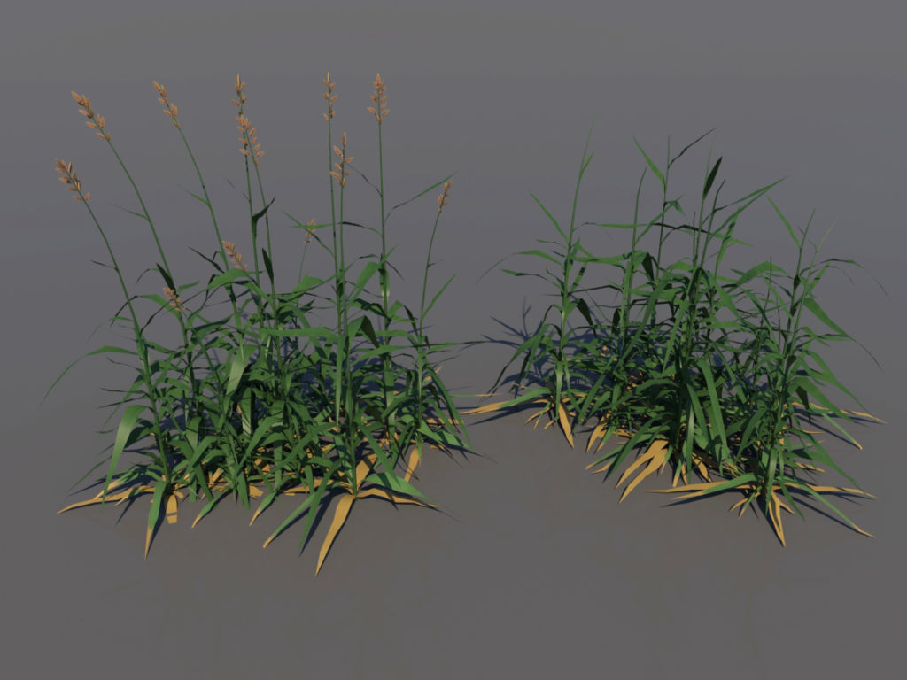 tall-grass-3d-model-1