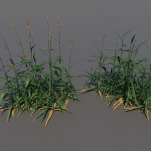 tall-grass-3d-model-1